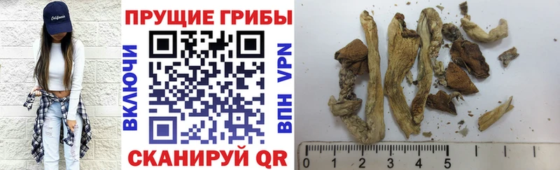 купить наркотик  Котовск  Псилоцибиновые грибы мицелий 